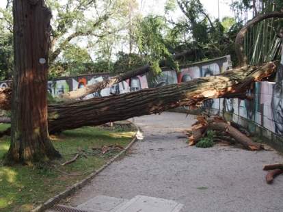 Olujno nevrijeme u parku u Opatiji - srušeno stablo