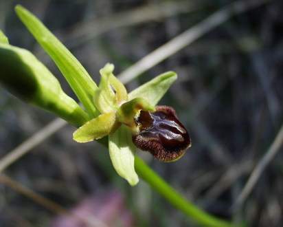 ophryss