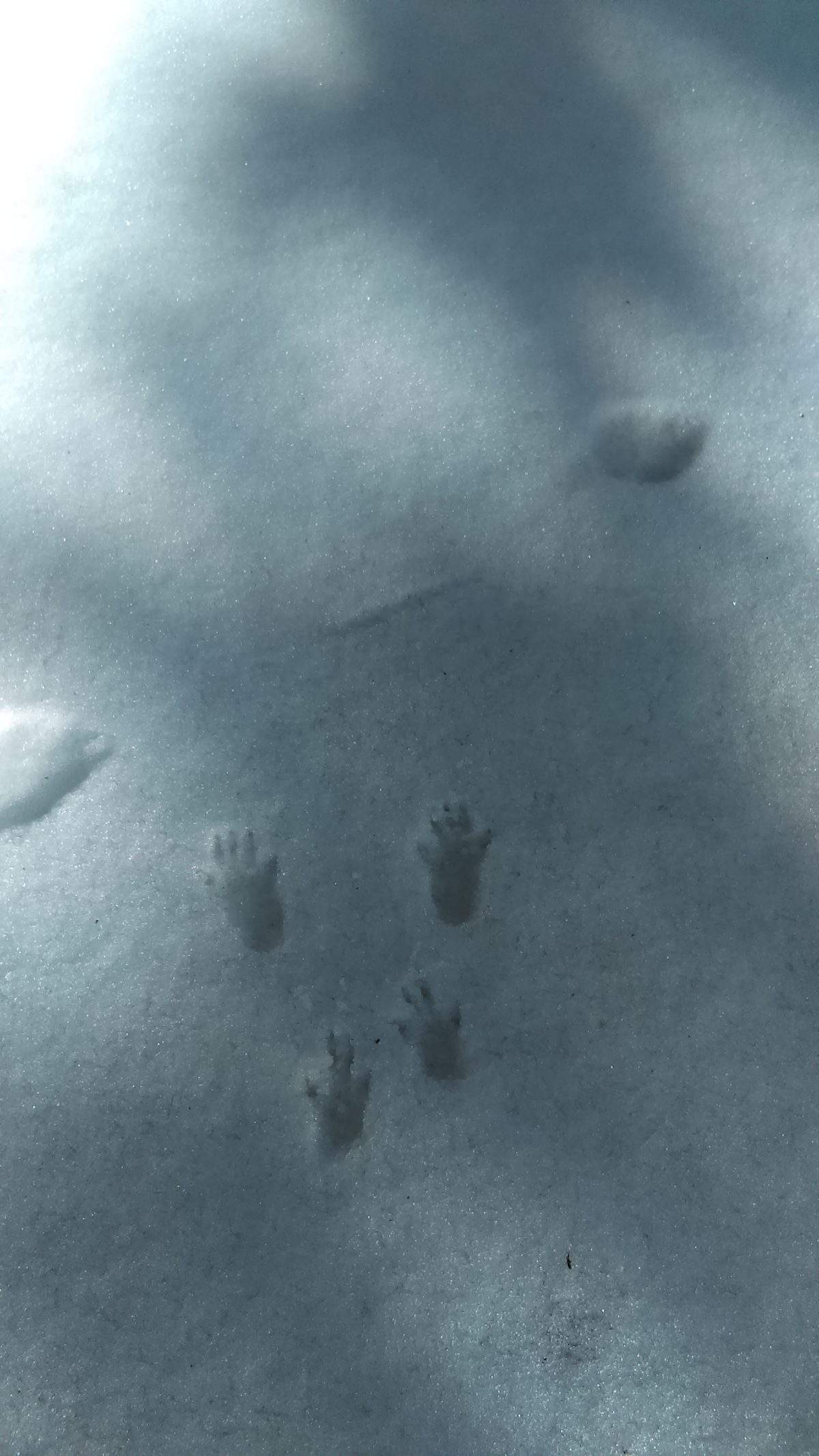 tragovi vjeverice u snijegu
