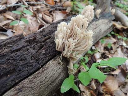 Zanimljiva gljiva