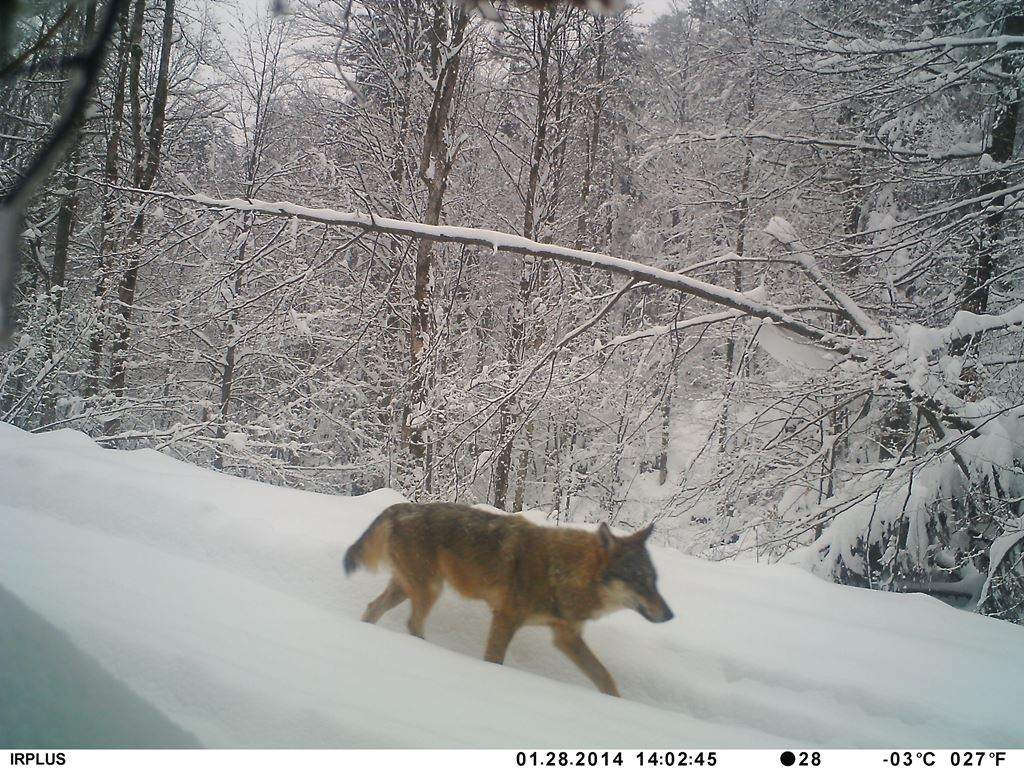 Slika vuka snimljena pomoću fotozamke