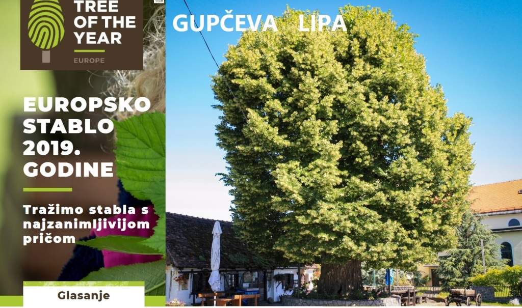 gupčeva lipa i europsko stablo