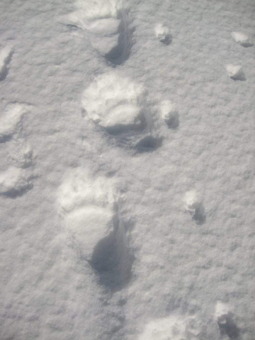 Medvjeđi tragovi u snijegu (Foto: M. Modrić)