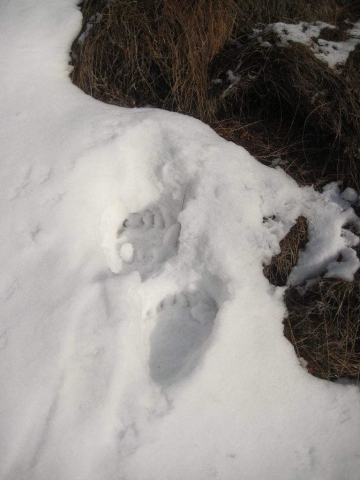 Medvjeđi tragovi u snijegu (Foto: M. Modrić)