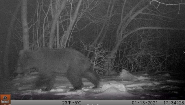 Snimak medvjeda sa foto-zamke (JU Priroda)